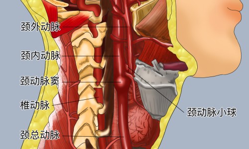 大米红枣功效和作用-大米红枣功效网 - 红枣,大米红枣陈皮姜茶怎么做