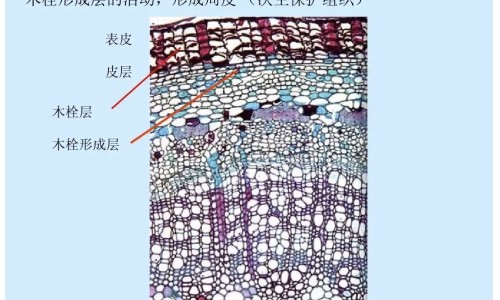 大米红枣功效网 - 红枣,大米红枣陈皮姜茶怎么做