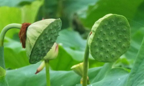大米红枣功效和作用-大米红枣功效网 - 红枣,大米红枣陈皮姜茶怎么做